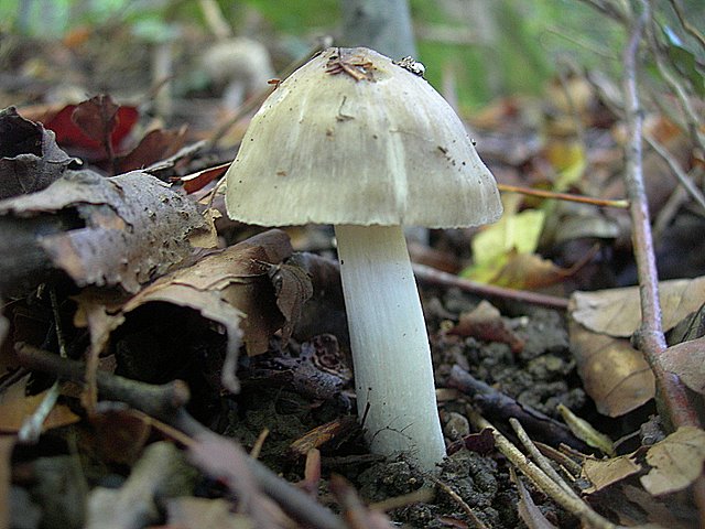 Hygrocybe  fornicata  (Fr.)   Singer